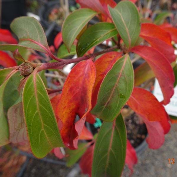 Dogwood Genat (Cornus Eric)