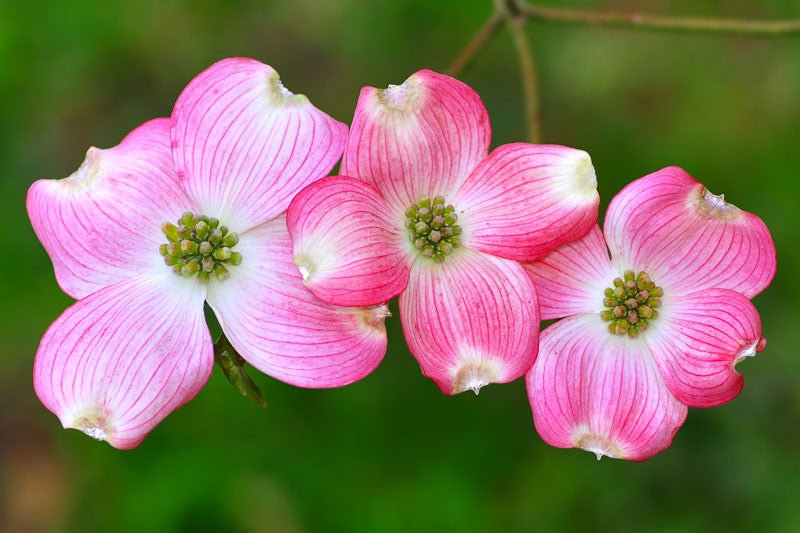Pink Flowering Dogwood var. rubra Seedling (Cornus florida) - Ladybird Nursery