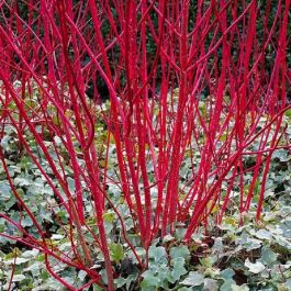 Red Stem Dogwood sibirica Standard (Cornus alba)