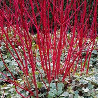 Red Stem Dogwood sibirica Standard (Cornus alba)