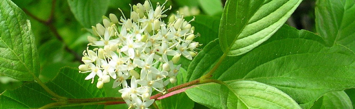 Red Osier Dogwood Sunshine (Cornus sericea)