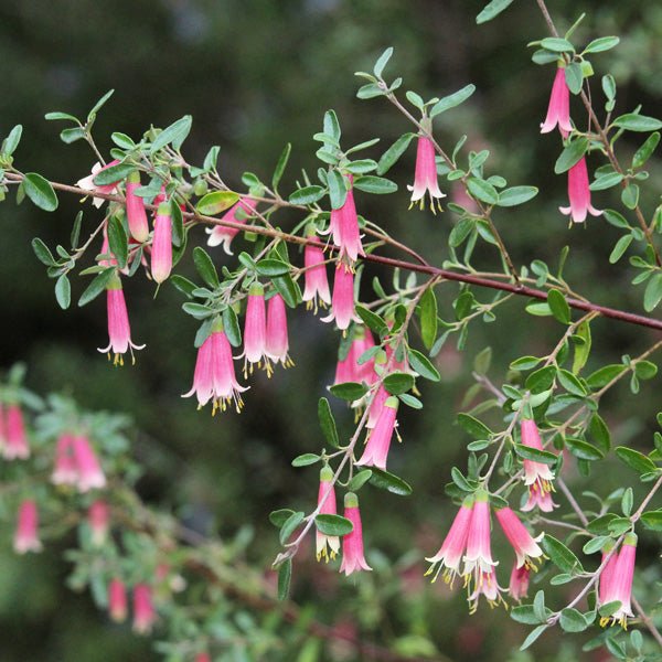 Correa Bells (Correa Dusky) - Ladybird Nursery