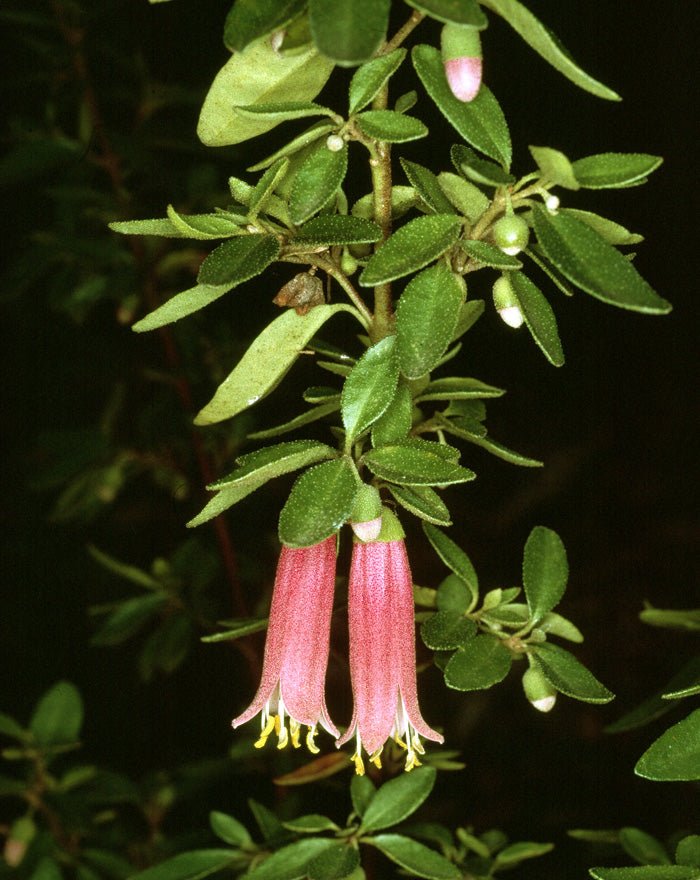 Correa Bells (Correa Dusky) - Ladybird Nursery
