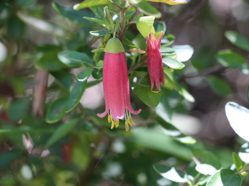 Correa Bells (Correa Dusky) - Ladybird Nursery