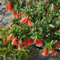 Correa Orange Glow (Correa pulchella)