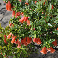 Correa Orange Glow (Correa pulchella) - Ladybird Nursery