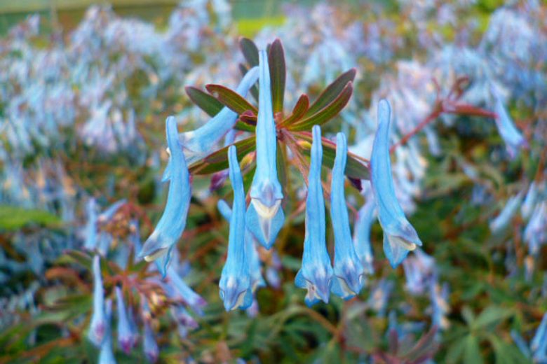 Corydalis Porcelain Blue (Corydalis flexuosa)