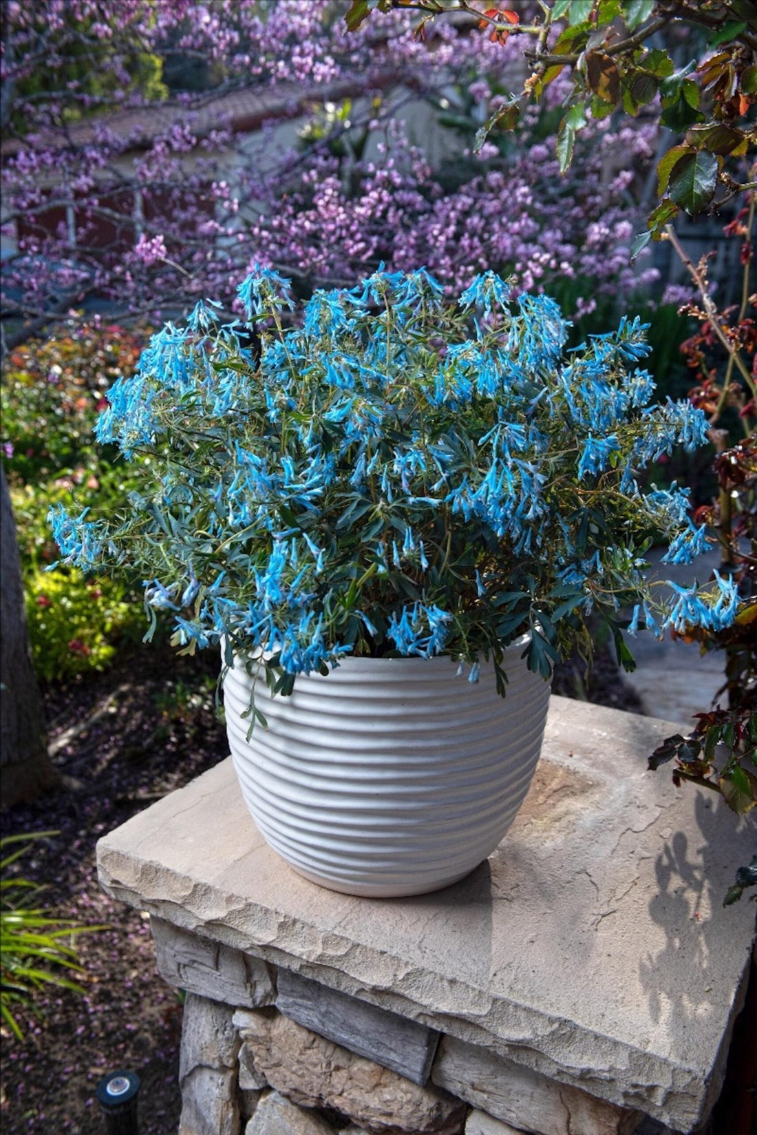 Corydalis Porcelain Blue (Corydalis flexuosa) - Ladybird Nursery