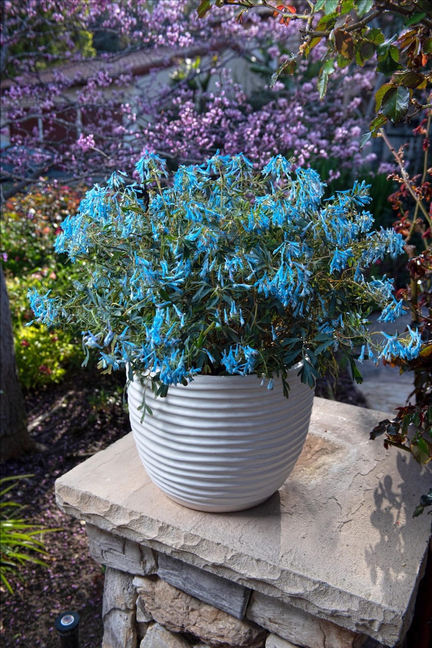 Corydalis Porcelain Blue (Corydalis flexuosa)