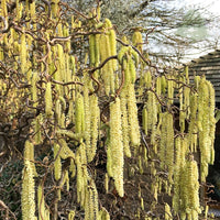 Corkscrew Hazel Contorta (Corylus avellana) - Ladybird Nursery