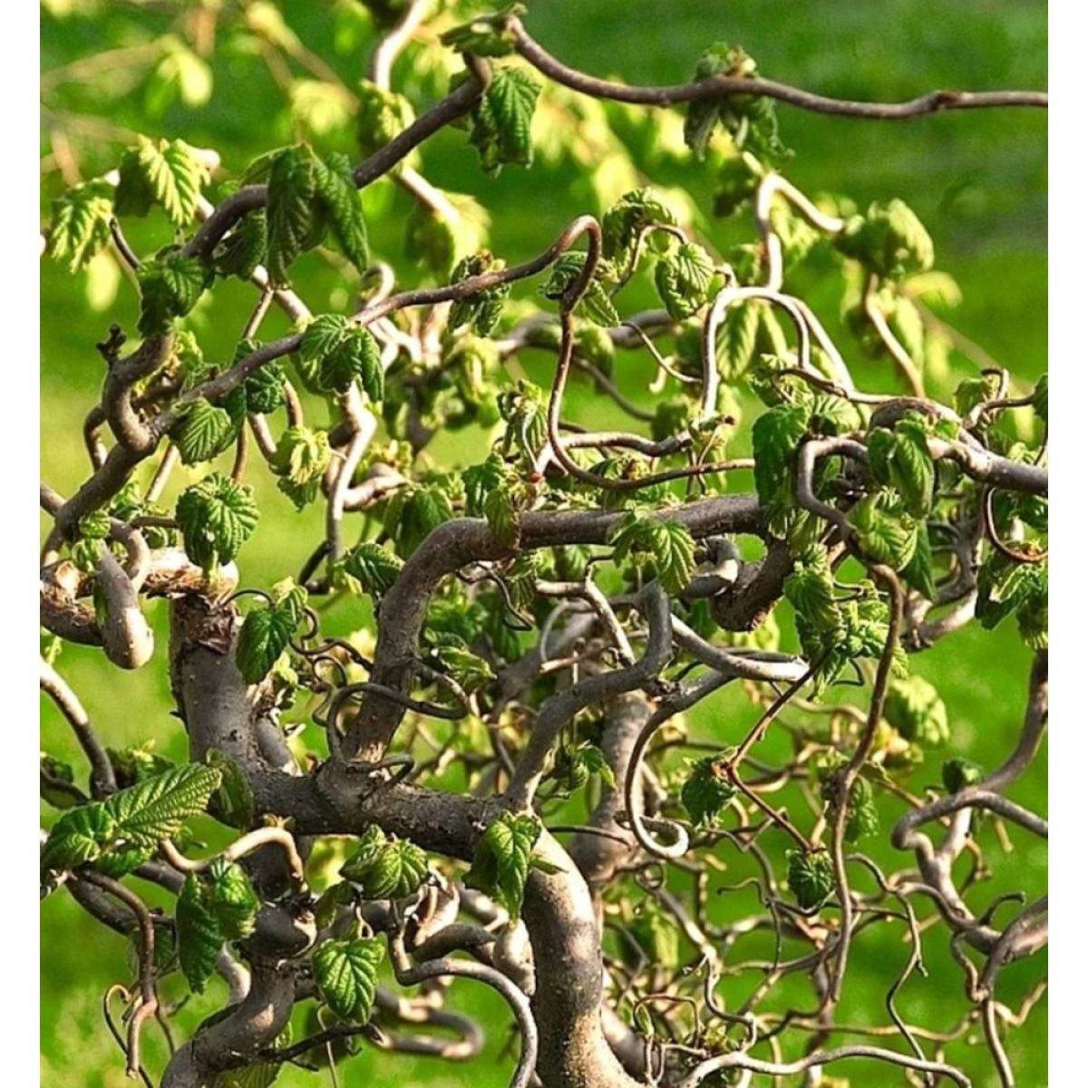 Corkscrew Hazel Contorta (Corylus avellana) - Ladybird Nursery