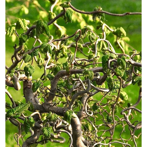 Corkscrew Hazel Contorta (Corylus avellana) - Ladybird Nursery
