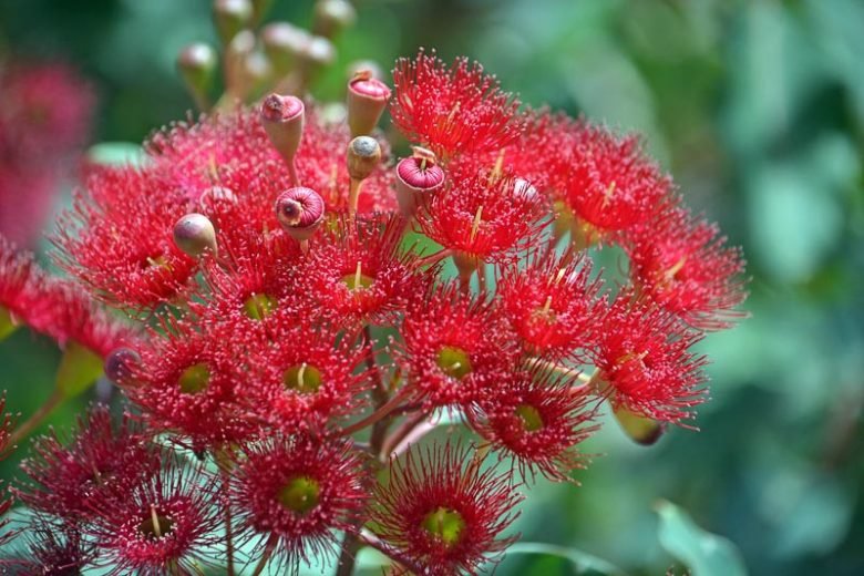 Red Flowering Gum (Corymbia ficifolia) - Ladybird Nursery