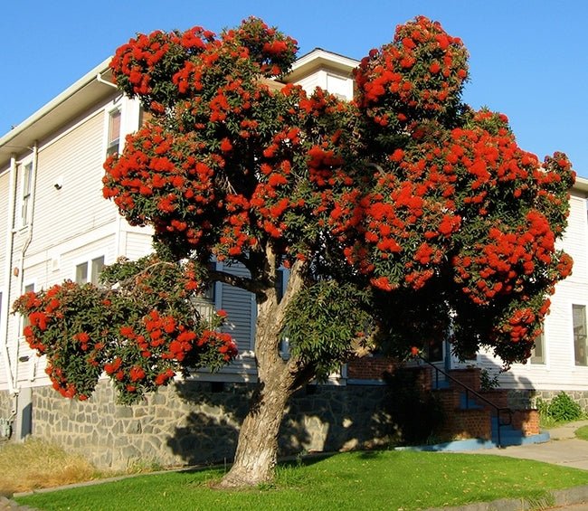 Red Flowering Gum Wildfire (Corymbia ficifolia) - Ladybird Nursery