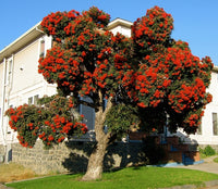 Red Flowering Gum Wildfire (Corymbia ficifolia)
