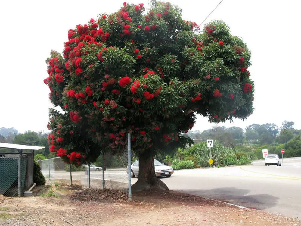 Red Flowering Gum (Corymbia ficifolia) - Ladybird Nursery