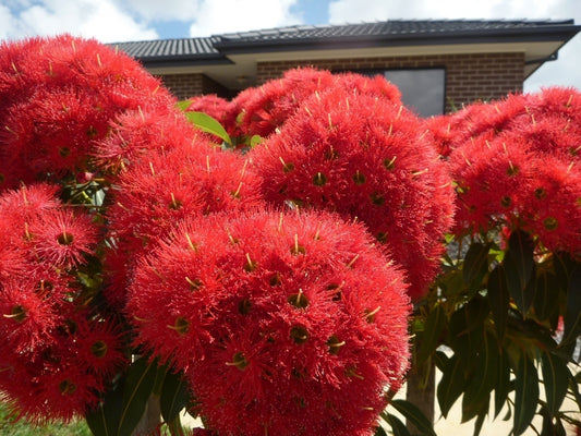 Red Flowering Gum Wildfire Grafted (Corymbia ficifolia)