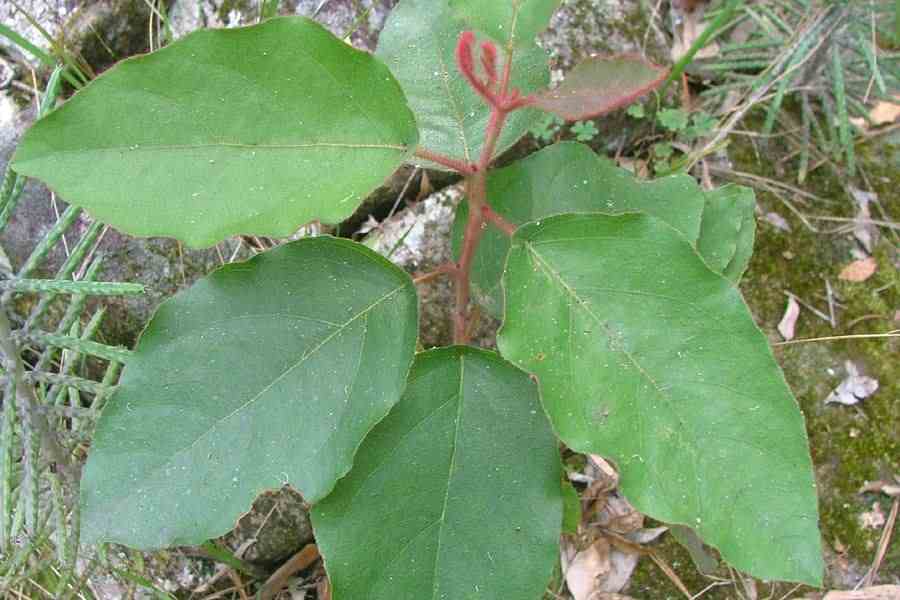 Cadaghi (Corymbia torelliana) - Ladybird Nursery