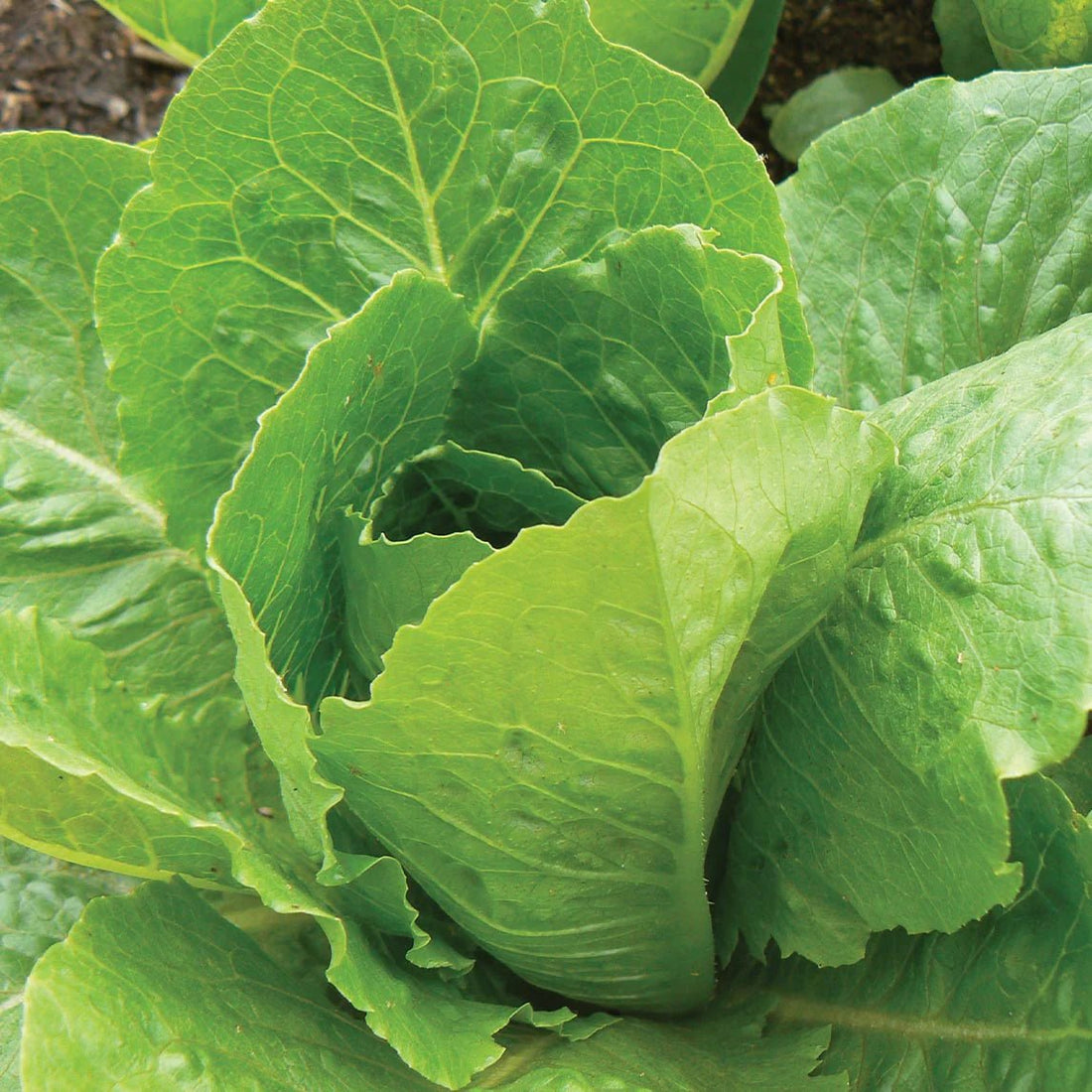 Lettuce Mini Cos (Pickup Only) - Ladybird Nursery