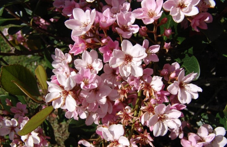 Rhaphiolepis indica COSMIC PINK