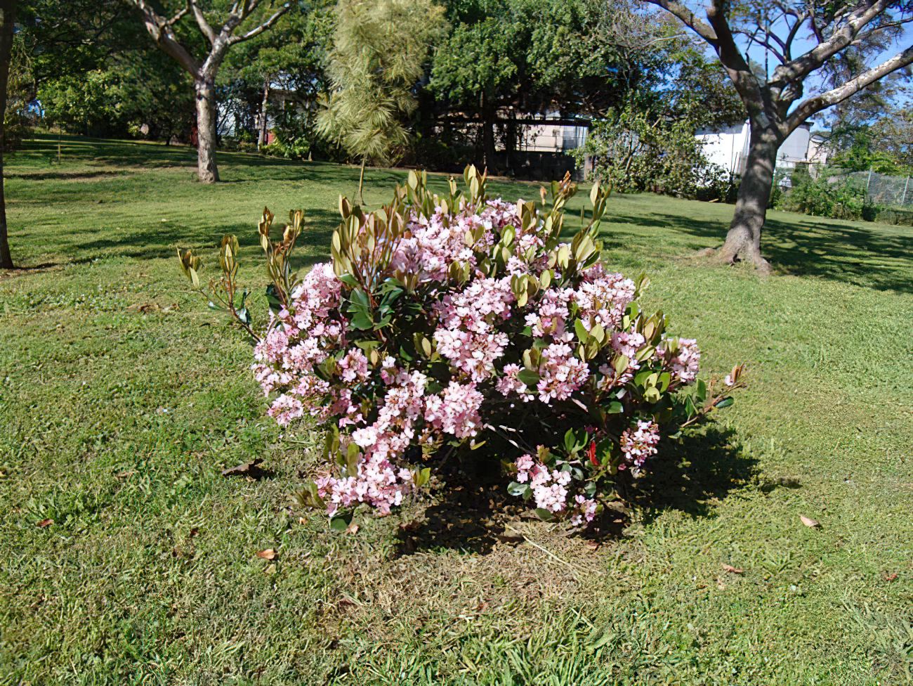 Rhaphiolepis indica COSMIC PINK