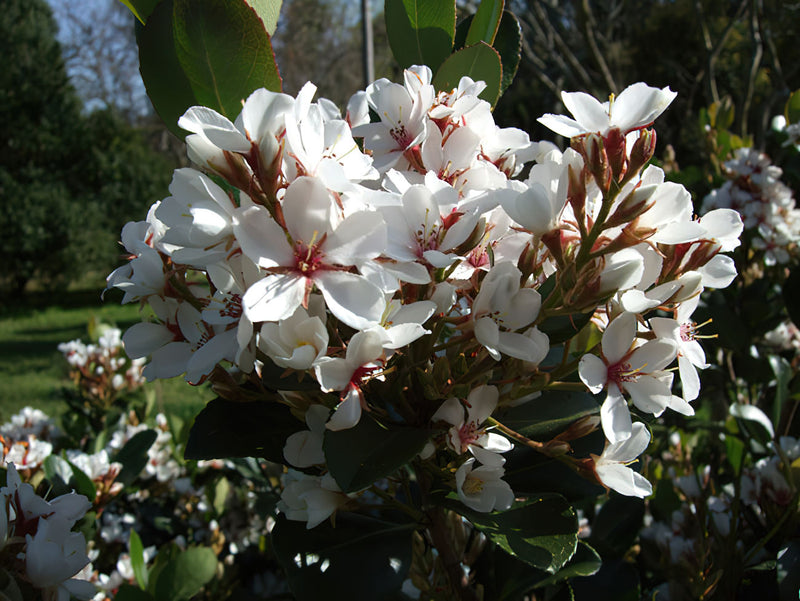 Rhaphiolepis indica COSMIC WHITE™