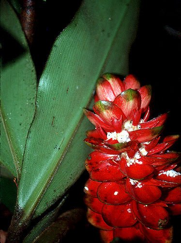 Amazon Costus (Costus amazonicus) - Ladybird Nursery