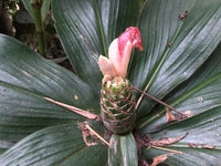 Amazon Costus (Costus amazonicus)