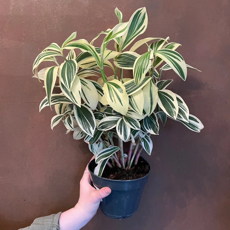 Amazon Costus Variegata (Costus amazonicus)