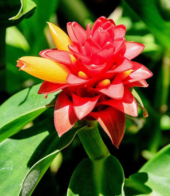 Assorted Ginger (Costus spp.) - Ladybird Nursery
