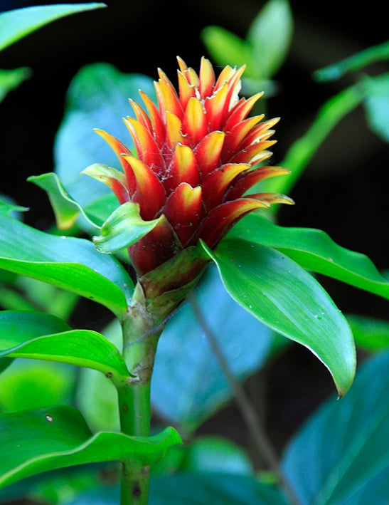Assorted Ginger (Costus spp.)