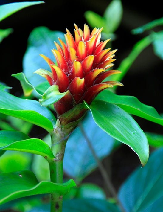 Assorted Ginger (Costus spp.) - Ladybird Nursery