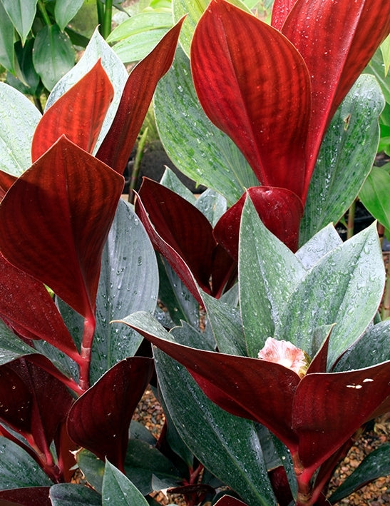 Red Costus Rubra (Costus erythrophyllus)