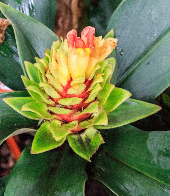 Assorted Ginger (Costus spp.)