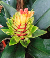 Assorted Ginger (Costus spp.)