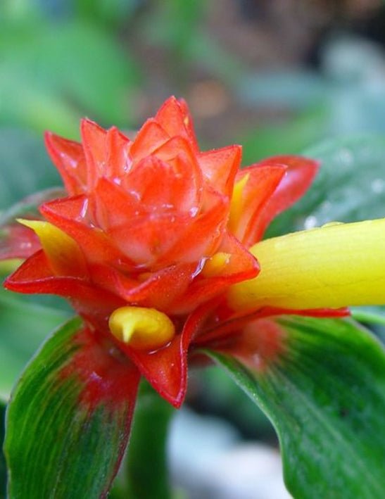 Red Costus Chalise (Costus sp) - Ladybird Nursery
