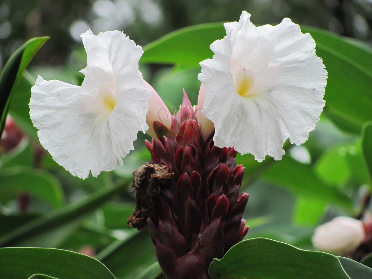 Crepe Ginger (Cheilocostus tatai)