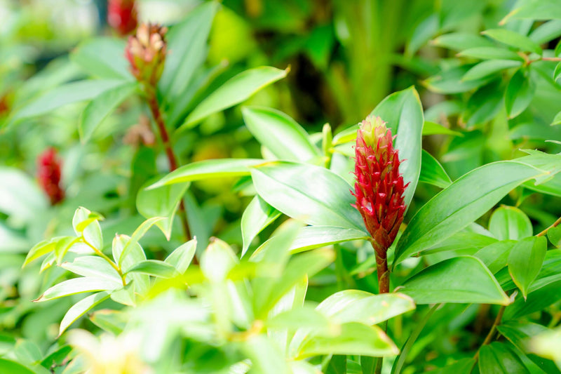 Indian Head Ginger (Costus spicatus)
