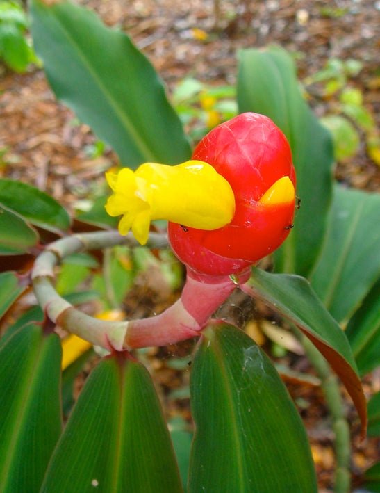 Unknown Costus (Costus vargasii) - Ladybird Nursery