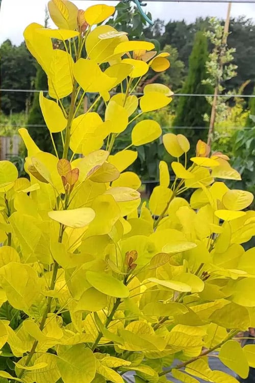 Smokebush Golden Spirit (Cotinus coggygria) - Ladybird Nursery