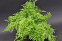 'Cotton Candy' (Nephrolepis) - Ladybird Nursery