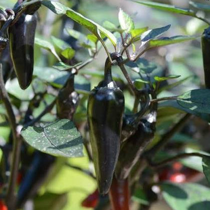 Chilli 'Count Dracula' - Large