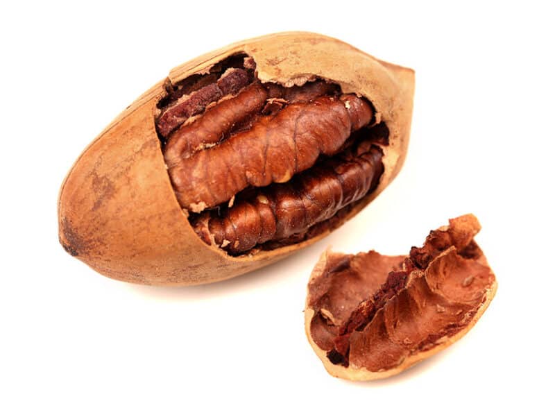 Pecan Riverside - Ladybird Nursery