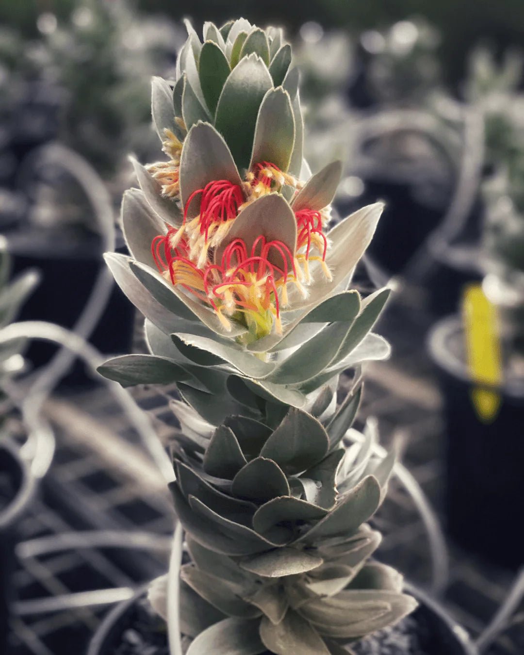 Mimetes hottentoticus 'Crackerjack Silver' - Ladybird Nursery
