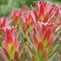 Mimetes cucullatus 'Crackerjack Red'