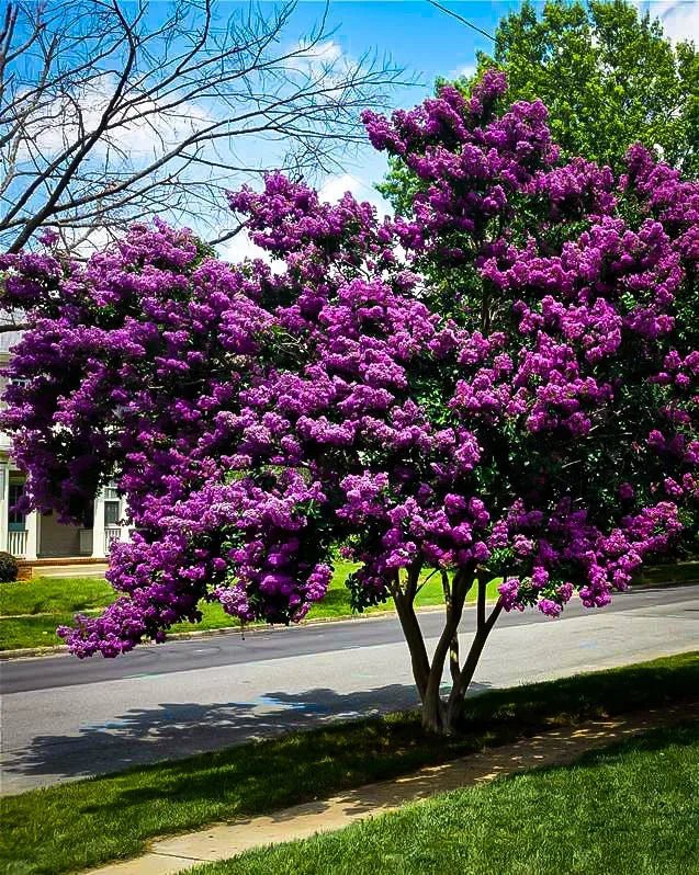 Crepe Myrtle Diamonds in the Dark Purely Purple (Lagerstroemia) - Ladybird Nursery