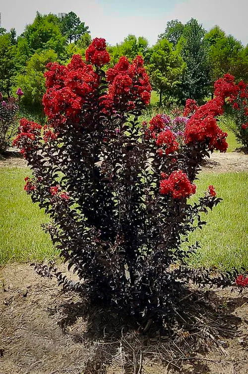 Crepe Myrtle Diamonds in the Dark Red Hot (Lagerstroemia)