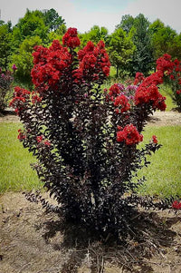 Crepe Myrtle Diamonds in the Dark Red Hot (Lagerstroemia)