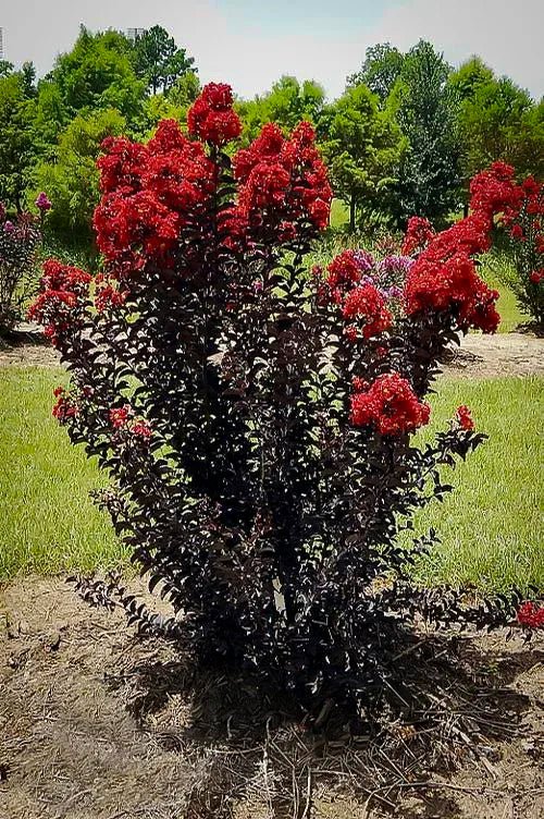 Crepe Myrtle Diamonds in the Dark Red Hot (Lagerstroemia) - Ladybird Nursery