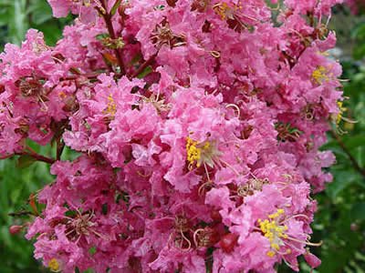 Crepe Myrtle Tree Form x fauriei Sioux (Lagerstroemia indica) - Ladybird Nursery